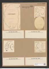 Cymatopleura elliptica var. rhomboides Grun. (de-Toni-Nr.: Genus 54, Species 2410) Zeichnungen Sammlung Grunow Nr. 4861 (NHMW-BOT-W0373039)